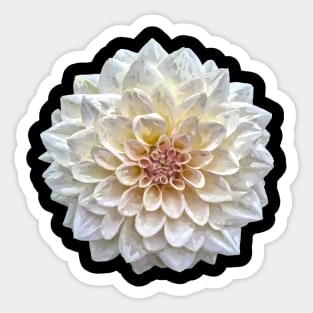 Pretty white Dahlia Botanical Bee Flower Annual Garden Sticker